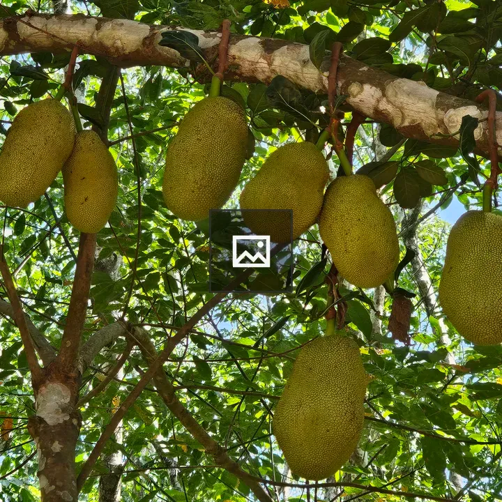 Jackfruits on a tree