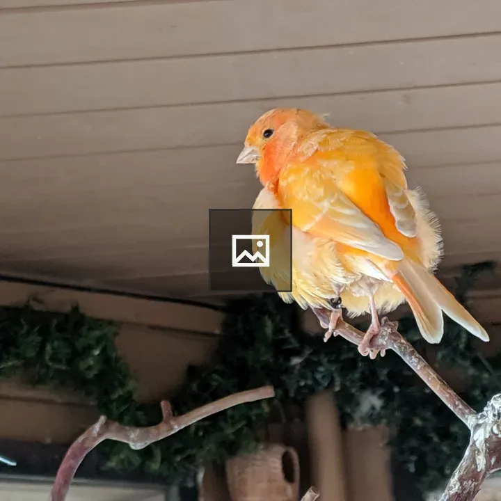 Tiny orange bird at Beacon Hill Farm