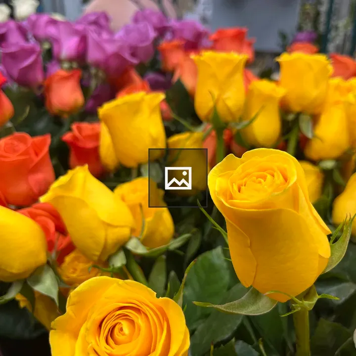 Multi-colored mass of roses