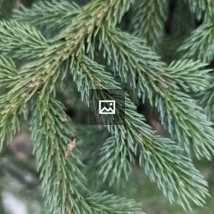 Close up of green pine spikes