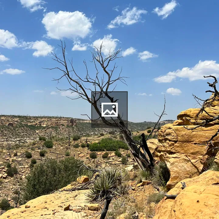 Dead Tree in Southern Colorado Desert
