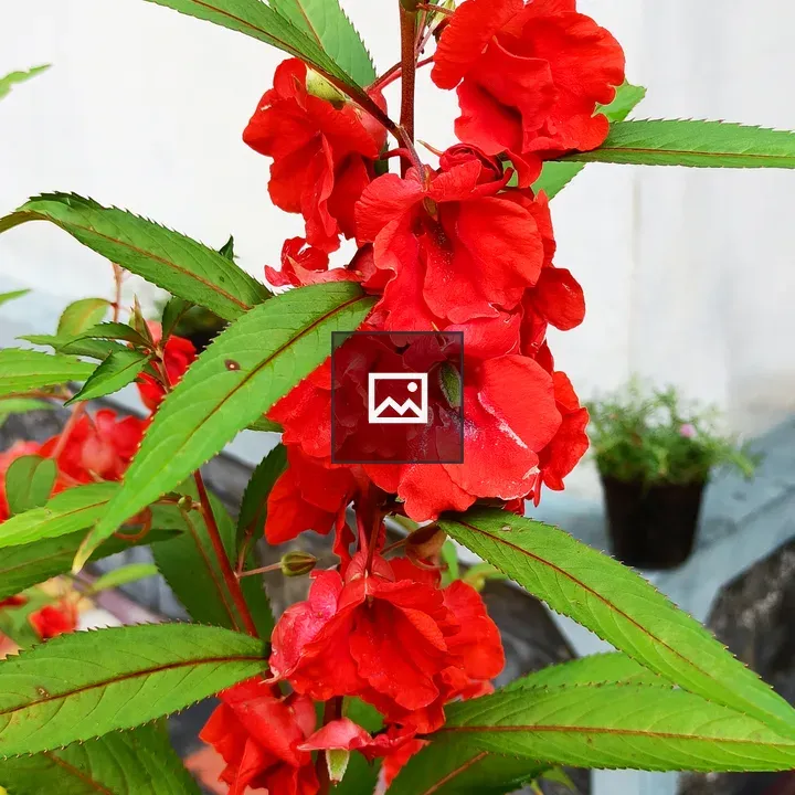 Balsam Flower Plant