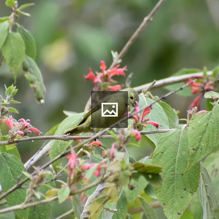 Olive-yellow bird on branch