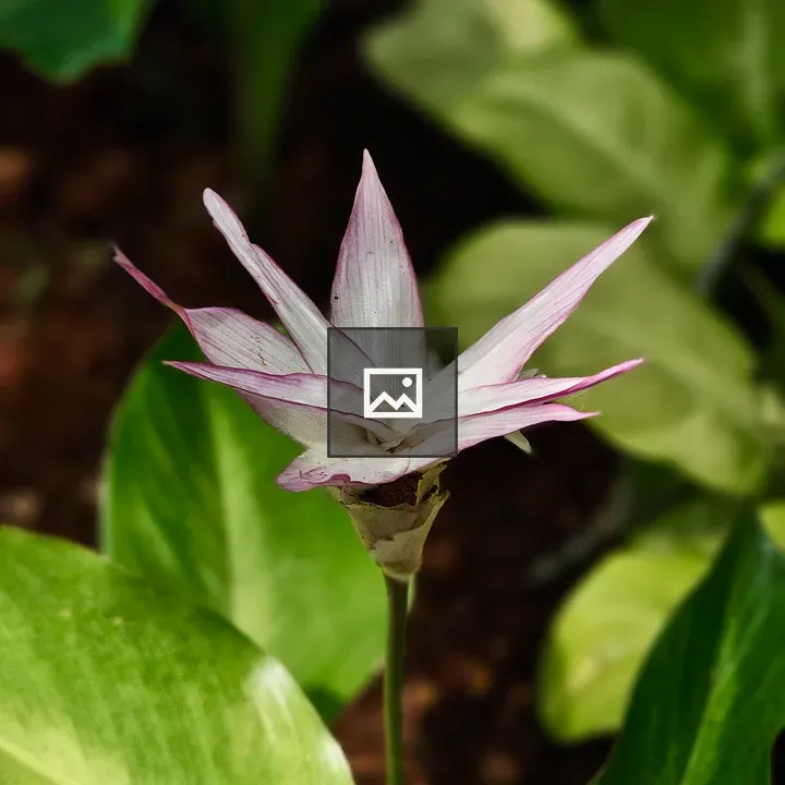 Goeppertia loeseneri Flower