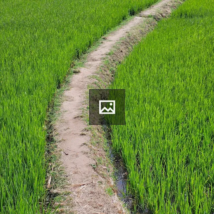 Narrow Mud Path Through Rice Field