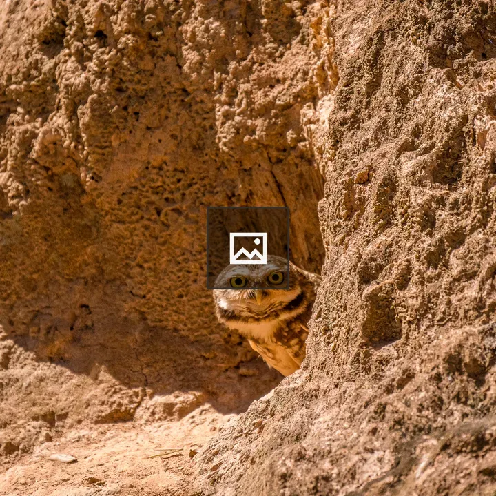Owl on its burrow