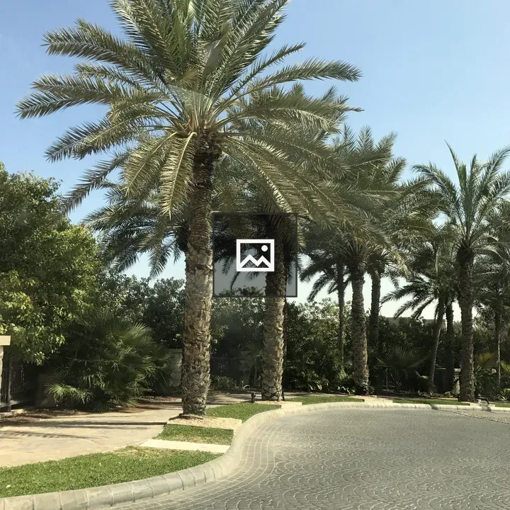 Palm Trees Along Road