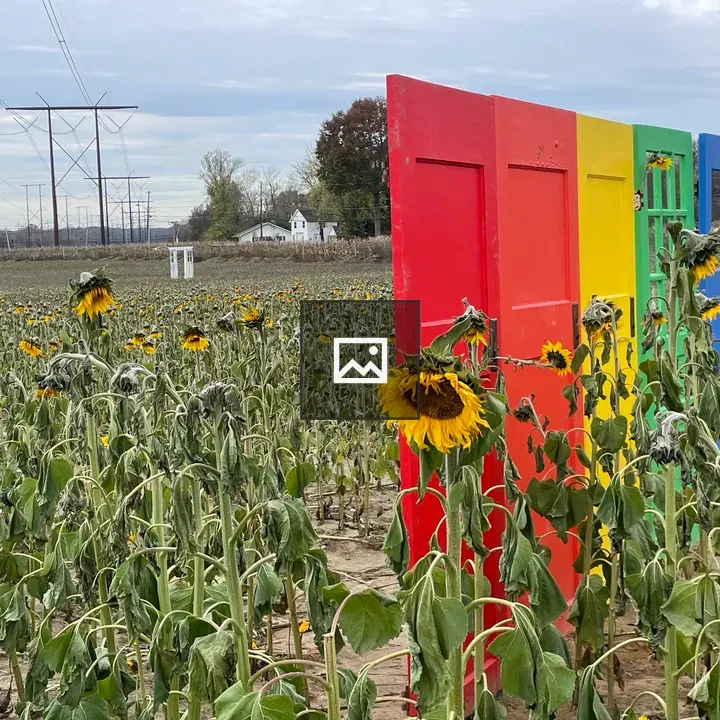 Six Rainbow Doors in Sunflowers