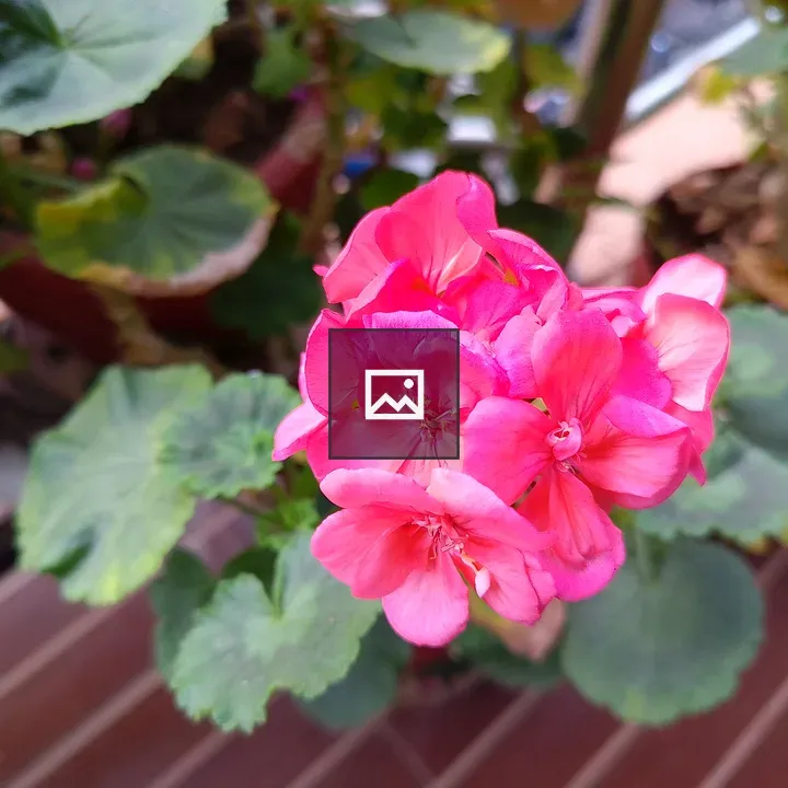 Pink flowering plant close-up