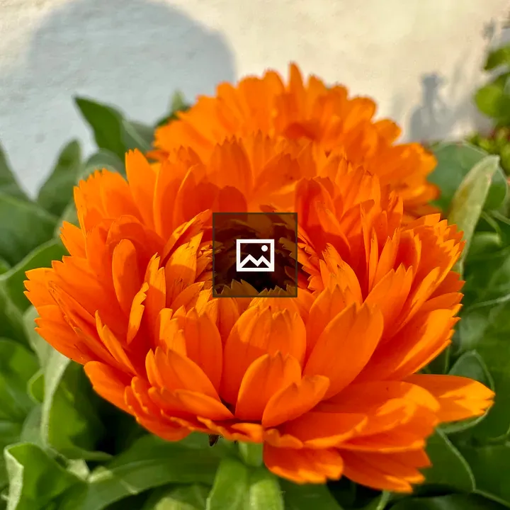 Flower Rising Above Leaves