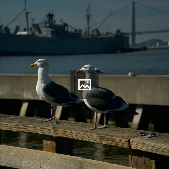 Two seagulls on railing edge