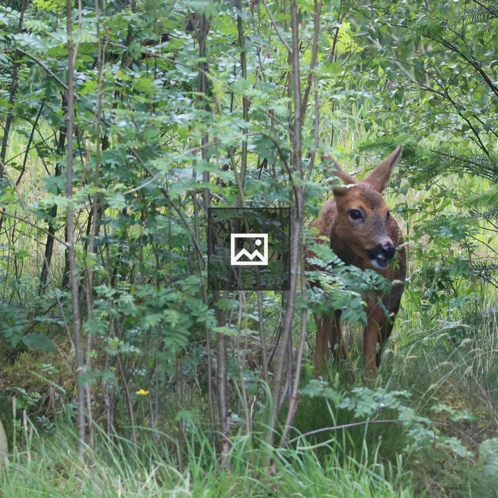 Female Roe Deer in Meadow
