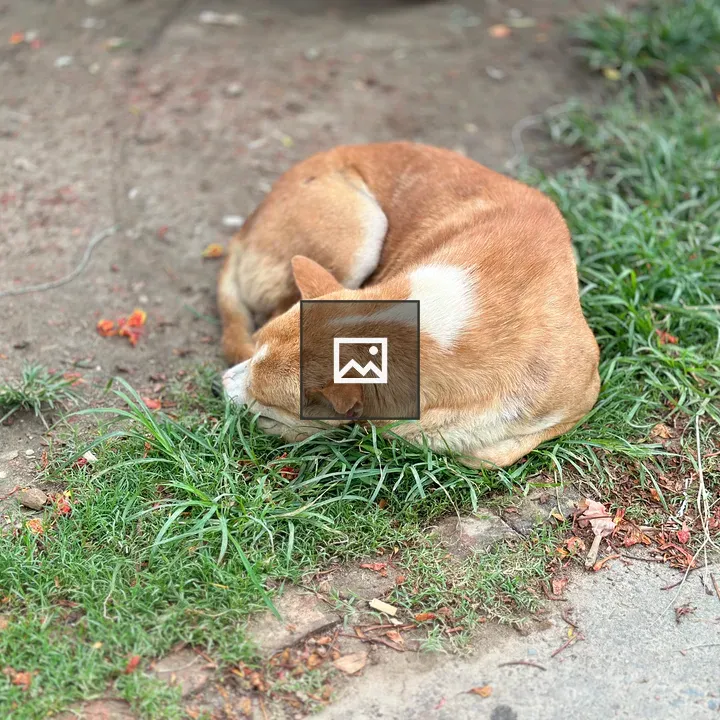 Brown and White Dog Resting