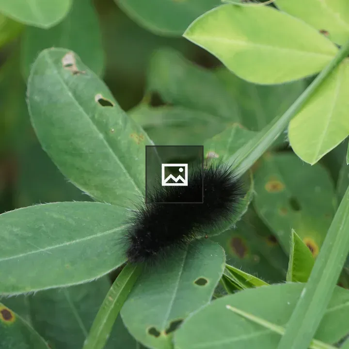 Black fuzzy caterpillar on green leaf