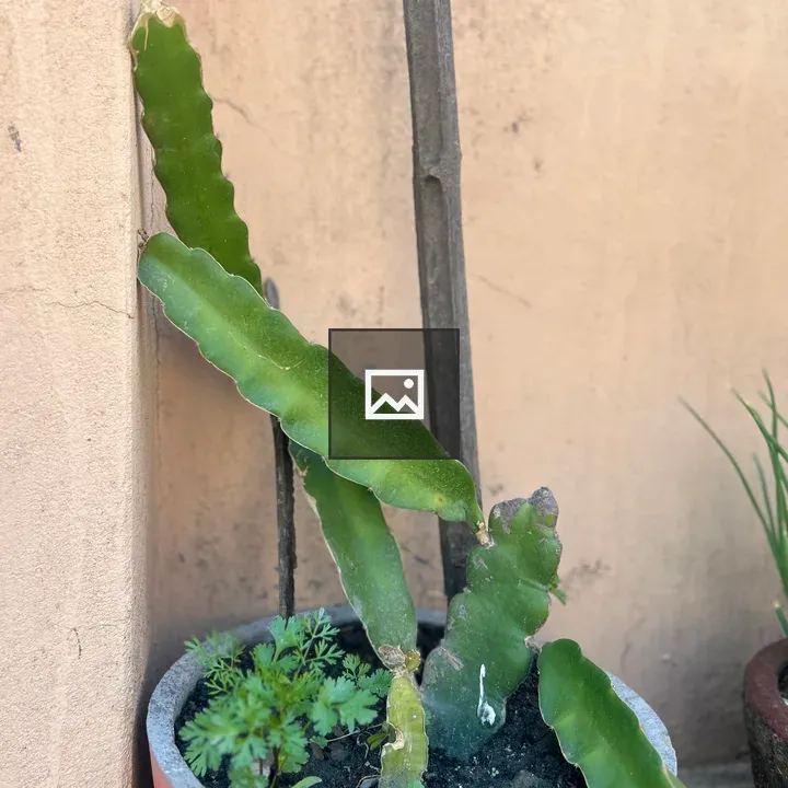 Potted cactus with stake