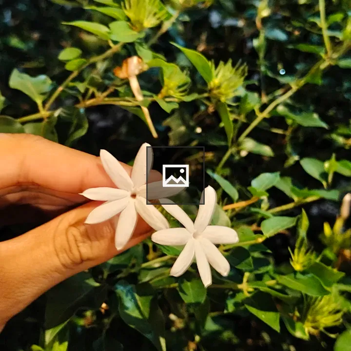 Hand with two white flowers