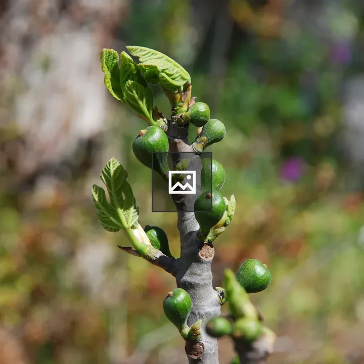 Unripe figs on a fig branch