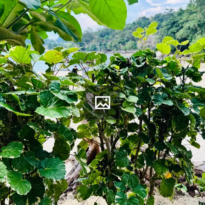 Round-leaf Green Bushes on Beach