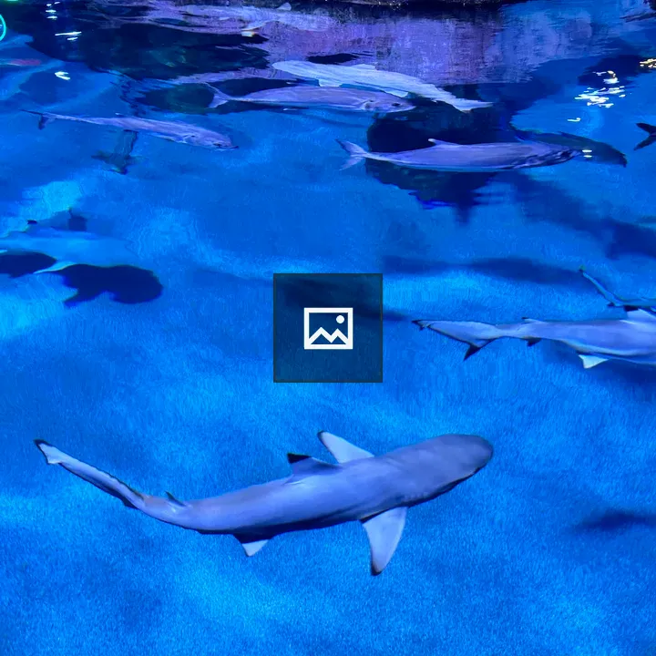 Sharks and Fish in Blue Water