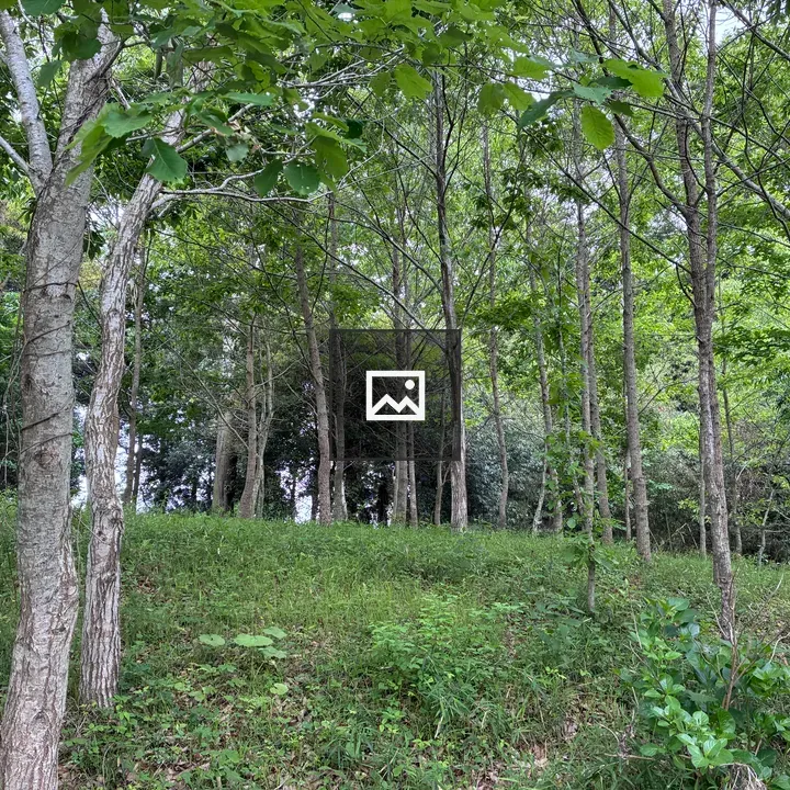 Forest scene at Tomita Satomura Park
