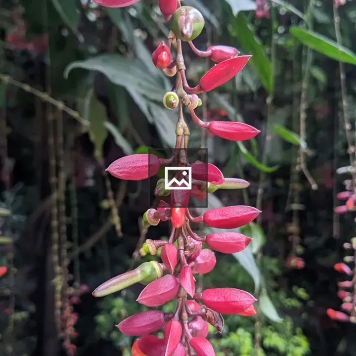 Thunbergia Coccinea Plant