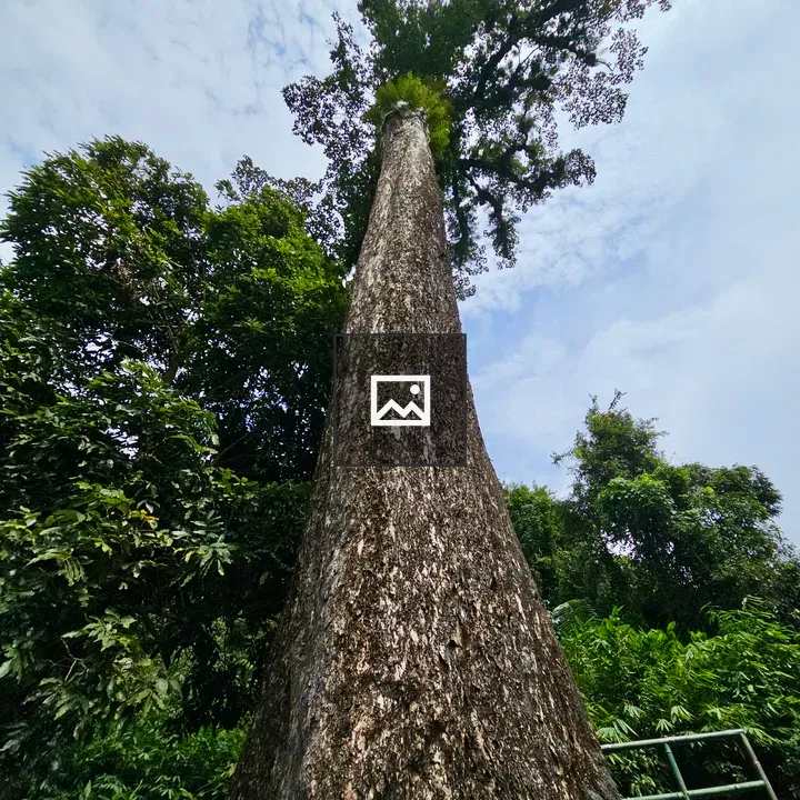Giant tree at Thusharagiri Falls