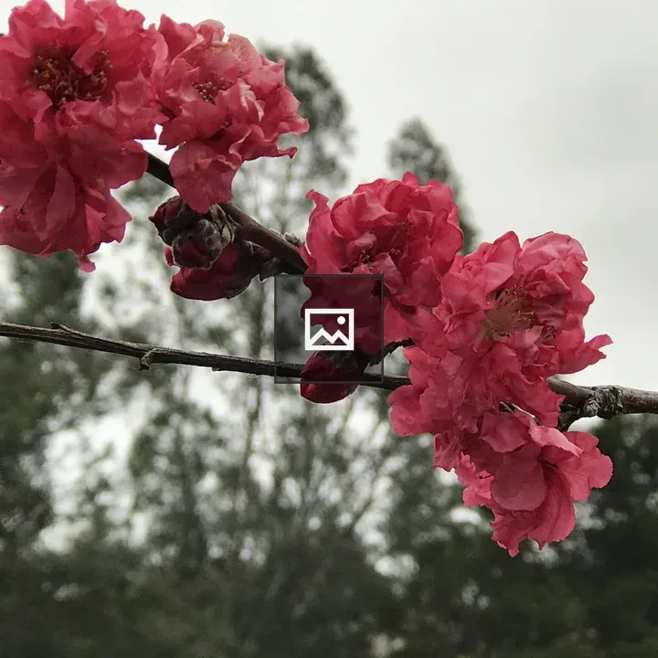 Peach Blossom Flowers