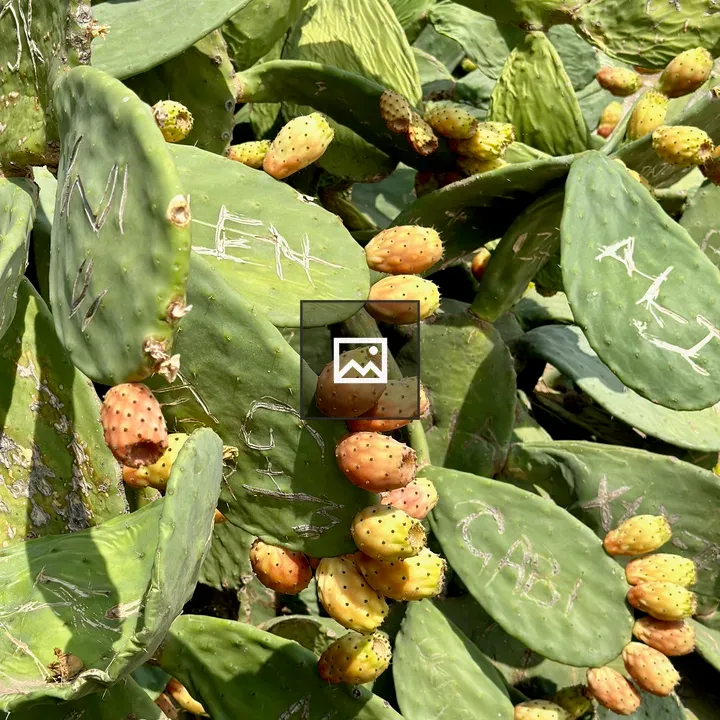 Opuntia Prickly Pear Fruits
