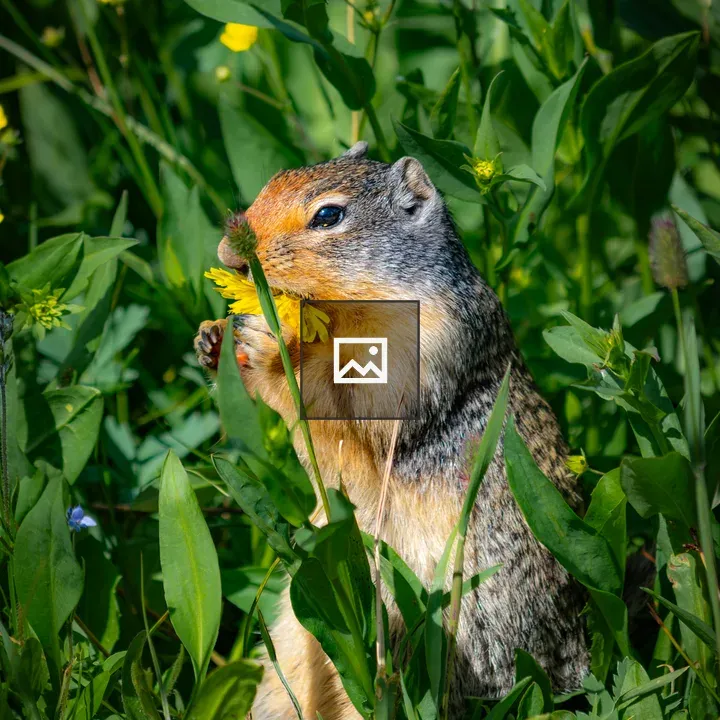 Ground squirrel with flower