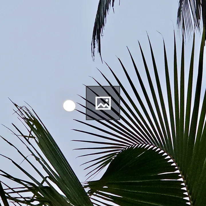 Moon Between Coconut Leaves