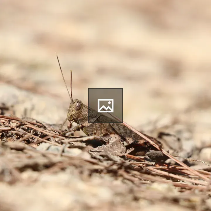 Grasshopper on Mountain Road