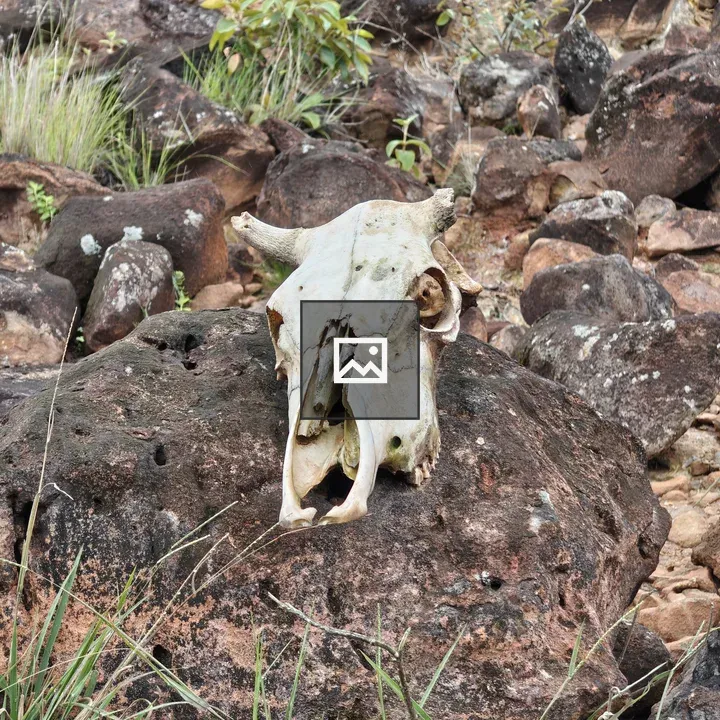 Cow Skull on Rock