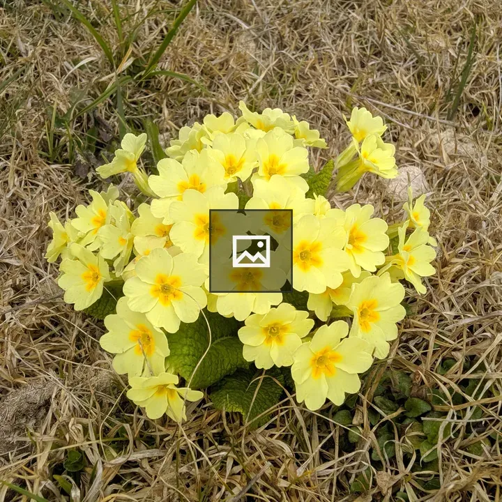 Yellow flowers on way to Sandakphu