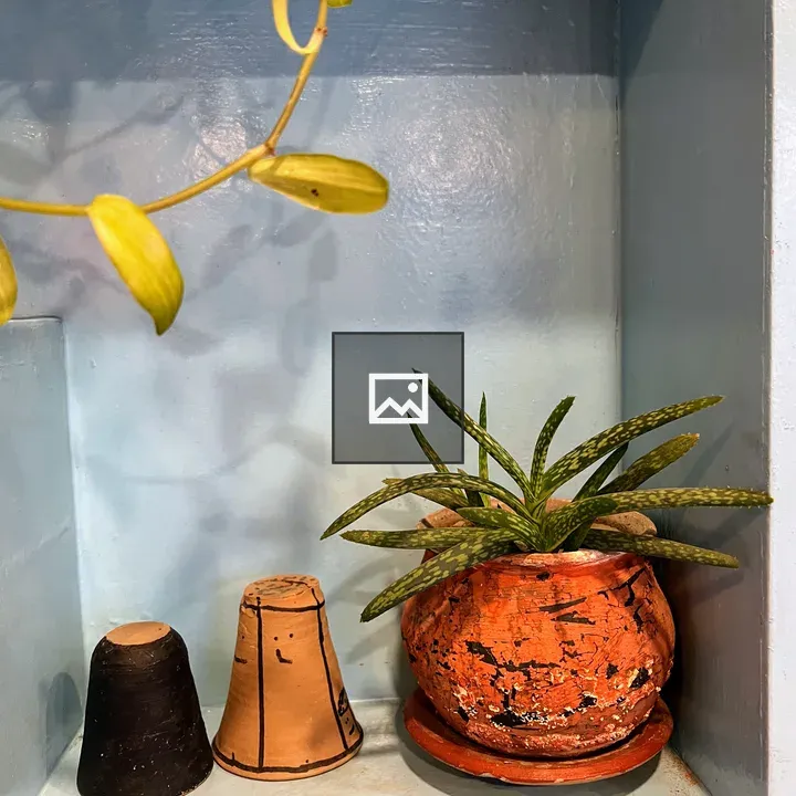 Aloe Vera Plant in Orange Pot