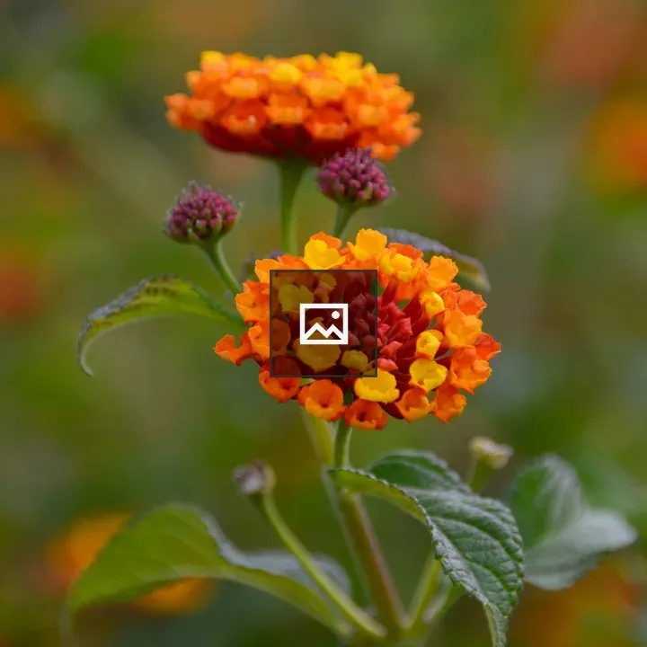 Orange Yellow Red Lantana Flowers