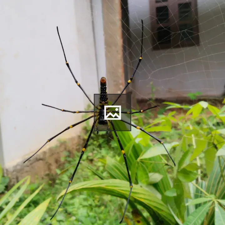 Close-up Spider on Web