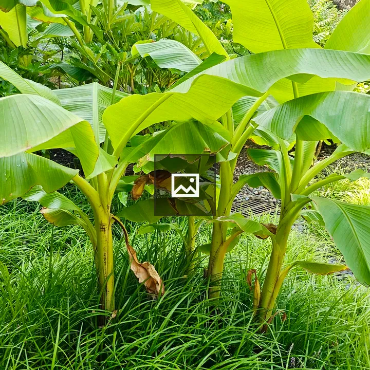 Banana plants in sunlight