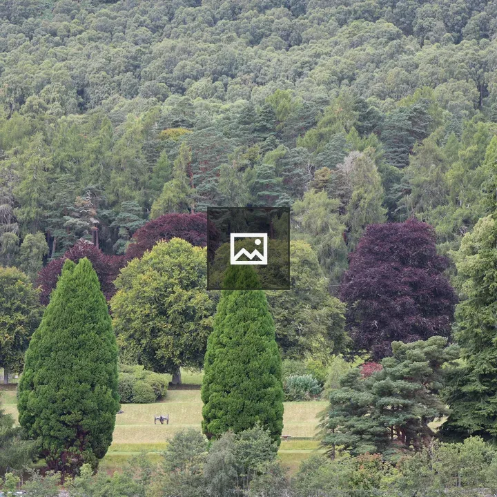 Forest landscape with conifers and broadleaf trees