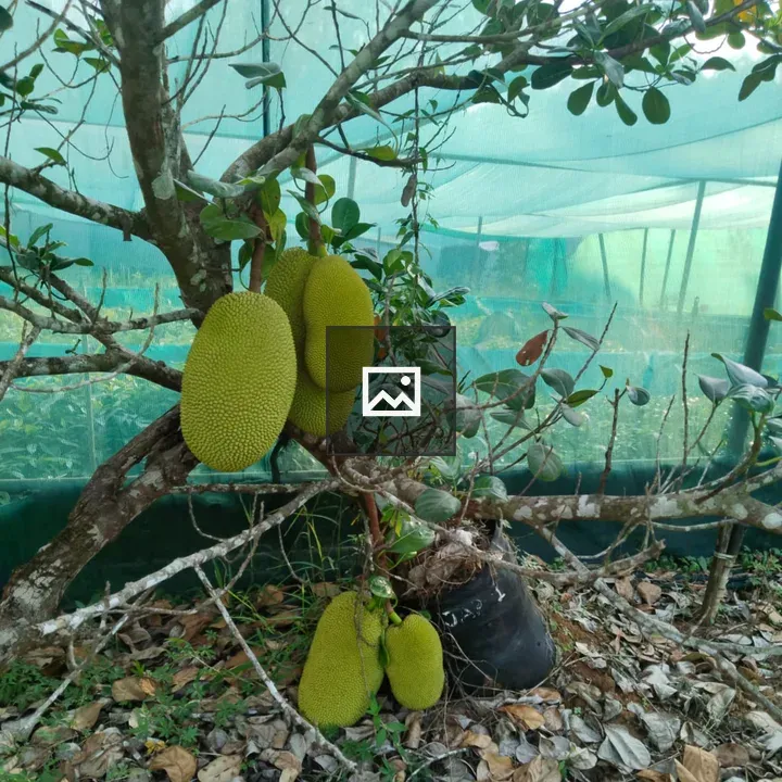 Jackfruit on Garden Branch
