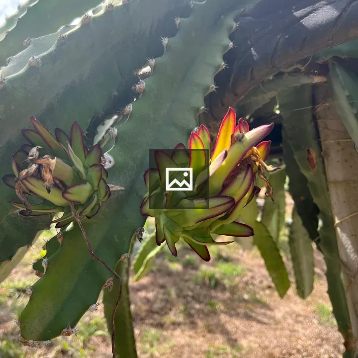 Two pitahayas on cactus