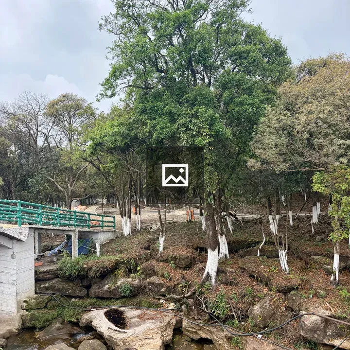 Lush Tree and Stone Footbridge