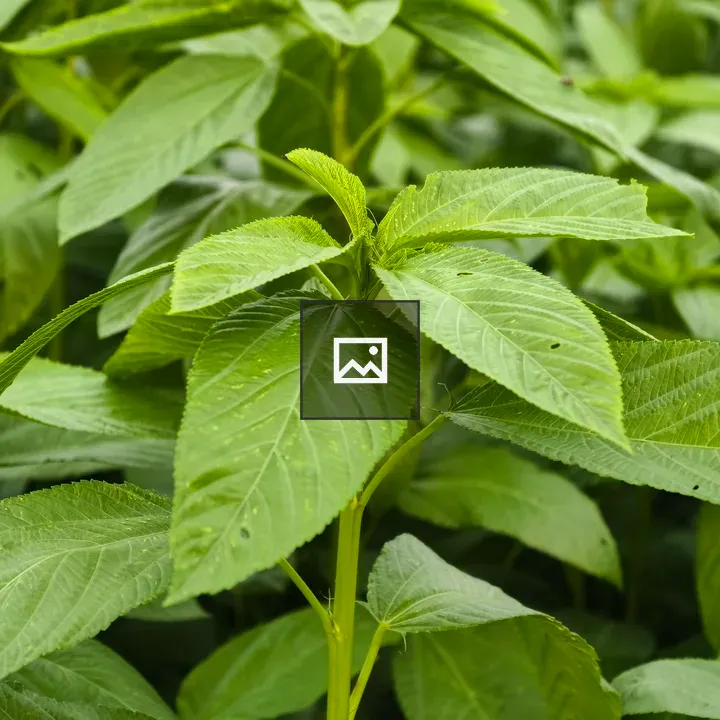 Fresh green jute plants