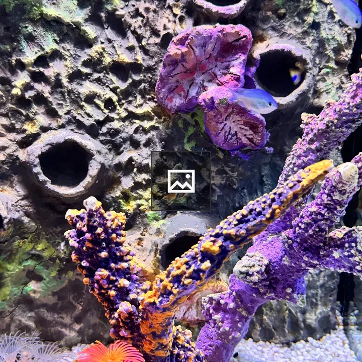 Small blue fish in coral tank
