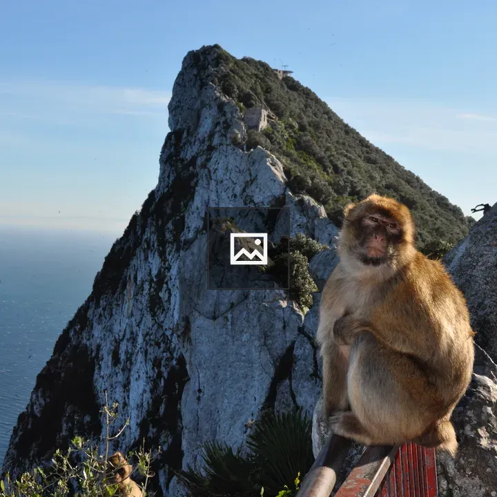 Barbary macaque on fence rail