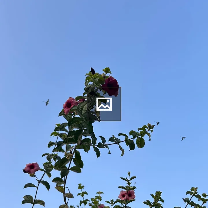 Tall green plants with blue sky