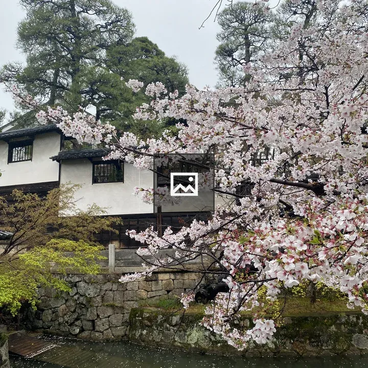 Sakura Branches Over River