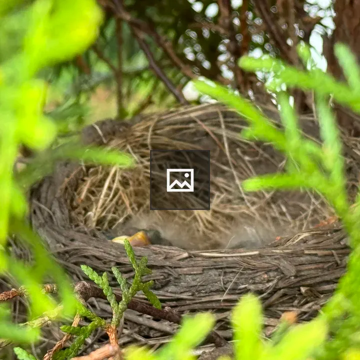 Birds Nest with Two Babies