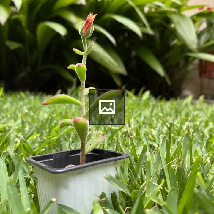 Suculent in a Pot