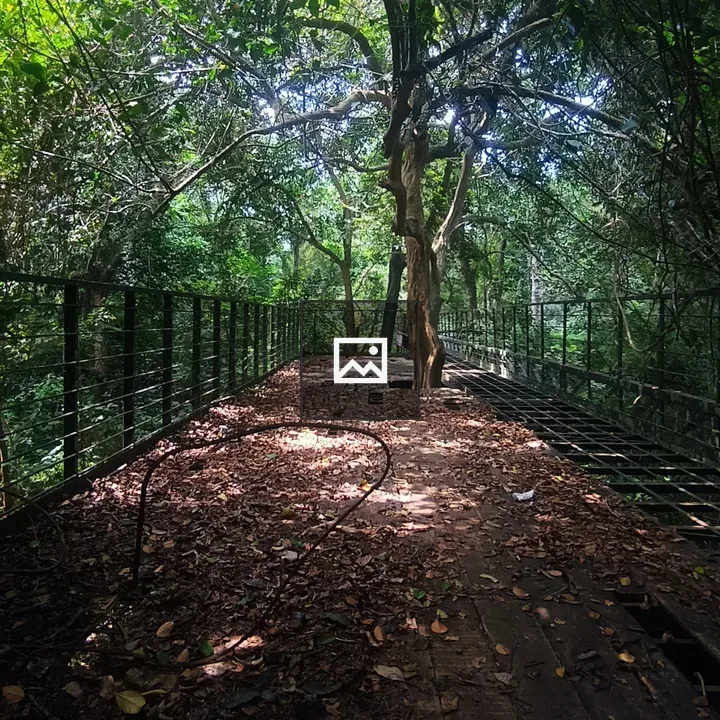 Trees and fallen leaves