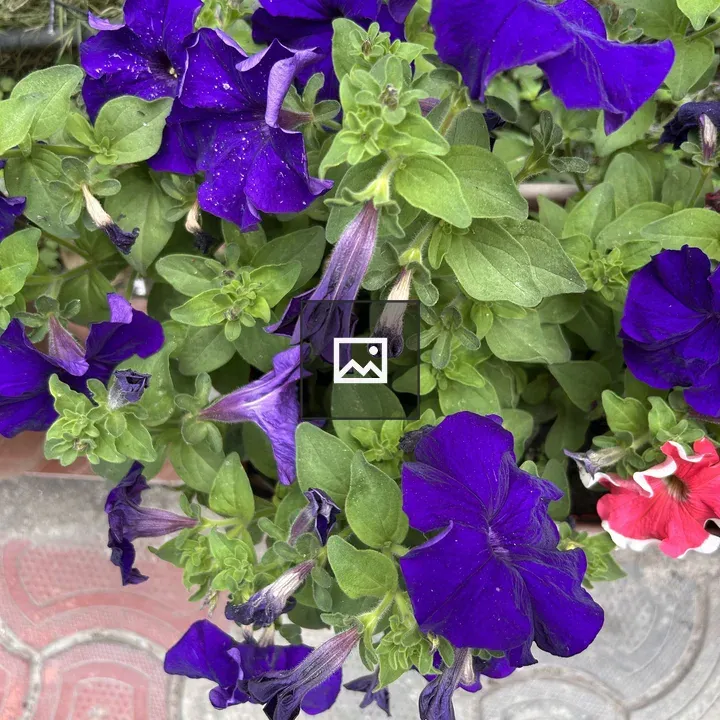 Purple petunias cluster with red and white bloom